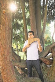 Der Flötenspieler und der Baum: Die imposante Scheinzypresse im Luzerner Dreilindenpark ist ungefähr 90 Jahre alt. Hanspeter Oggiers Sopran-Panflöte ist aus Bambus und erst vergangenen Dezember eingeweiht worden. (Bild: Boris Bürgisser (4. Sept. 2018))
