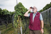 Winzer Konrad Burch, Präsident der Rebbaugenossenschaft Steinhausen, überprüft die Traubenqualität. (Bild: Werner Schelbert (7. September 2018))