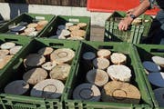 Die 25 Zentimeter langen Rugel aus Tannen- und Eschenholz sind für jeden Wettkämpfer bereit gestellt.