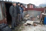 Von rechts: Grillmeister Savo Stevanovic, Nebojsa Gavric sowie Gast und Anwohner Fridolin Rauch beim Zubereiten der Spanferkel im Altdorfer Allmendgarten. (Bild: Christof Hirtler, Buchrain, 7. Januar 2019)