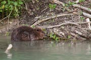 Ein Biber hat im Kanal, der zur ehemaligen Papierfabrik Bischofszell führt, Nahrung gefunden. (Bild: PD/Pro Natura Thurgau)