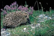 Naturgärten und Wiesen dienen den Igeln in der Stadt sowohl als Futterquelle als auch als Unterschlupf. (Bild: PD/Fabio Bontadina)