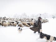 Seit 27 Jahren ist Franco Vitali als Wanderhirte unterwegs. Die Zahl der Hirten, die mit ihren Schafen in den Wintermonaten durch das Unterland ziehen, nimmt jedes Jahr ab. (KEYSTONE/Gian Ehrenzeller) (Bild: KEYSTONE/GIAN EHRENZELLER)