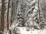 Winterwunderland im Guggeienwald. (Bild: Daniel Walt)
