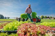 Die Klinik-Gärtnerei wird künftig von den Heimstätten Wil für arbeitsagogische Zwecke genutzt. (Bild: PD)