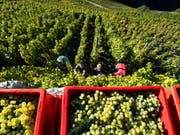 Weinernte in Visperterminen, den höchstgelegenen Weinbergen in Europa. (Bild: Keystone/JEAN-CHRISTOPHE BOTT)