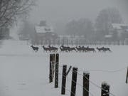 Liegt in den höheren Lagen viel Schnee, ziehen die Hirsche jeweils ins Tal auf der Suche nach Futter. (Bild: Archiv/Peter Eggenberger)