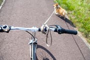 Kleiner Hund angeleint ans Velo: Dabei muss der Hundehalter besonders auf das Tier achten. (Bild: GettyImages)
