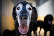 Derzeit prüft der Kanton St.Gallen die Anpassung der Hundesteuer. Damit sollen kleine Gemeinden entlastet werden. (Bild: Benjamin Manser)
