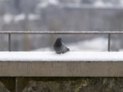 In La-Chaux-de-Fonds im Neuenburger Jura sind Dutzende Tauben verendet. Analysen sollen zeigen, was die Ursache für das rätselhafte Vogelsterben ist. (Bild: Keystone/ANTHONY ANEX)