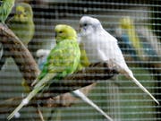 Stehen auf Grips: Wellensittich-Weibchen bevorzugen laut einer Studie clevere Partner. (Bild: KEYSTONE/AP/HERIBERT PROEPPER)