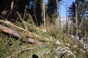 Im Gamser Wald, der vom Sturm «Burglind» besonders stark betroffen war, wurde besonders viel «Käferholz» verzeichnet.. (Bild: Corinne Hanselmann)