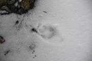 Spur eines Fuchses im Schnee, entdeckt beim Baumwipfelpfad. (Bild: Urs M. Hemm)