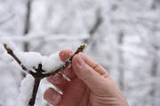 Da der Haupttrieb fehlt, wird der Nebentrieb des Ahorns stärker wachsen. (Bild: Urs M. Hemm)