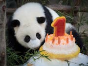 Eine Rüeblitorte zum Geburtstag: Ein Panda-Weibchen im Zoo von Malaysia wird ein Jahr alt. (Bild: KEYSTONE/AP/VINCENT THIAN)