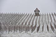 Ein winterlicher Rebberg im Thurgau. (Bild: Archiv TZ)