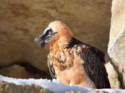 Der weibliche Bartgeier Althia ist am Samstag im Alter von 29 Jahren im Zoo La Garenne verendet. (Bild: La Garenne)