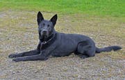 Führte die Einsatzkräfte zu den jungen Einbrechern: der vierjährige deutsche Schäferhund «Dodge». (Bild: Luzerner Polizei)