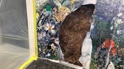 Die beschädigte Tapete im Frühstücksraum. (Bild: Raphael Rohner)