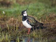 Der Kiebitz, Vogel des Jahres 2019, ist in der Schweiz vom Aussterben bedroht. (Bild: KEYSTONE/BIRDLIFE SCHWEIZ/MICHAEL GERBER)