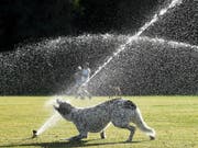 Ein Hund geniesst die Abkühlung in einem Park in Sydney - der Südosten Australiens leidet unter einer extremen Hitzewelle mit Temeraturen von weit über 40 Grad. (Bild: KEYSTONE/EPA AAP/JOEL CARRETT)