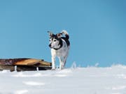 Der Hund Blacky wurde Opfer eines Giftköders und starb deshalb Anfang Jahr. (Bild: PD)