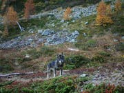 Paarungen zwischen Wolf und Hund mit Nachwuchs scheinen in den Schweizer Alpen kaum vorzukommen. Unter den drei bekannten Wolfsrudeln gibt es einer Studie zufolge keine Mischlinge. (Bild: GRUPPE WOLF SCHWEIZ GWS)