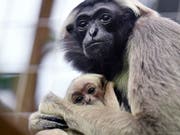 Neugieriger Blick in die Welt: Die Kappengibbons im Zürcher Zoo haben Nachwuchs bekommen. (Bild: KEYSTONE/WALTER BIERI)