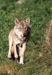 Grossraubtiere sorgen in Uri vor der Abstimmung vom 10. Februar für Diskussionen. (Bild: PD)