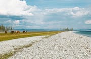 Pferde grasen auf einer Landzunge am Khuvsgul-See.