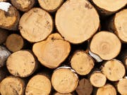 Die Jahrringe zeugen vom Trockenheitsstress der Bäume. (Bild: KEYSTONE/GAETAN BALLY)
