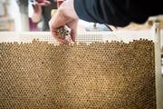 Ein Verkauf der Tabakmanufaktur in Steinach an den US-Konzern Gunpowder hat sich als Fake News entpuppt. (Bild: Ralph Ribi (Steinach, 15. Mai 2018))