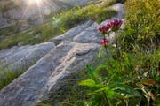 Bilder wie dieses mit dem Ungarischen Enzian macht René Güttinger auf seinen Erkundungstouren im Toggenburg. (Bild: René Güttinger)