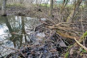 Die Biberfamilie hat im Imbersbach mehrere beachtlich grosse Dämme errichtet. (Bild: Max Eichenberger)