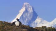 Auerhahn vor dem Matterhorn: Bild aus der Dokumentation Welcome to Zwitscherland.