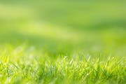 Bald auf dem Teller statt unter den Füssen: Gras soll zukünftig als Nahrungsmittel aufbereitet werden. Bild: Getty