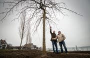 Gemeinderat Thomas Ribi und Gartenbauer René Singer unter der neuen Hängeulme. (Bild: Reto Martin)