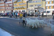 Auf dem Dorfplatz werden die kleinen und grossen Sennen mit ihren Tieren bereits erwartet. Bild: Karin Erni