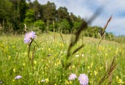 Mithilfe der Naturkommission soll unter anderem die Biodiversität gefördert werden. (Bild: Reto Martin)