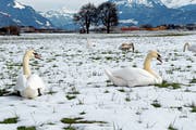 Schwäne beim Flugplatz in Buochs. (Archivbild: NZ)