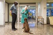 Ein Hundeguetzli für Pandra: Valerie Buchmann, Bewohnerin des Altersheims Rotmonten, füttert die Hündin im Beisein von Luzia Manser, Leiterin Pflege und Betreuung. (Bild: Hanspeter Schiess)
