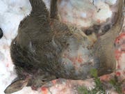 Wildernde Hunde haben am vergangenen Wochenende in Appenzell Ausserrhoden mehrere Rehe gerissen. Dieses männliche Rehkitz wurde am Sonntag in Heiden tot gefunden. (Bild: Kanton Appenzell Ausserrhoden)