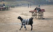 Eine Ziege auf Streife in der indischen Stadt New Delhi. (Bild: Altaf Qadri, 17. Januar 2019)
