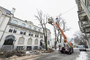 Die sechs Silberlinden neben der Tonhalle waren von einer Pilzkrankheit befallen. Gestern wurden sie gefällt. (Bild: Hanspeter Schiess)