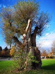 Die Silberweide im Hirsgarten. (Bild: PD)