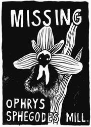 Das Plakat zum Projekt von Anna Hilti zur verschwundenen Schlangen-Ragwurz-Orchidee. (Bild: PD)