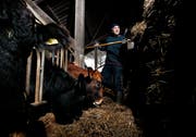 Ruedi Hess setzt seit Beginn seiner landwirtschaftlichen Tätigkeit auf Bioproduktion. (Bild: Stefan Kaiser (Unterägeri, 23. Januar 2019))