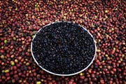 Wilder Kaffee beim Trocknen auf einer Farm in Äthiopien. (Bild: Per-Anders Petterson/Getty)