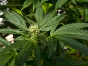 Die israelische Regierung will den Export von medizinischem Cannabis erlauben. Dadurch dürften sich für israelische Hersteller neue lukrative Märkte eröffnen. (Bild: KEYSTONE/AP/RICHARD VOGEL)