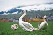 Schwäne tummeln sich auf einer Wiese in Ennetbürgen. (Bild: Corinne Glanzmann (4. März 2015))